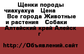 Щенки породы чиахуахуа › Цена ­ 12 000 - Все города Животные и растения » Собаки   . Алтайский край,Алейск г.